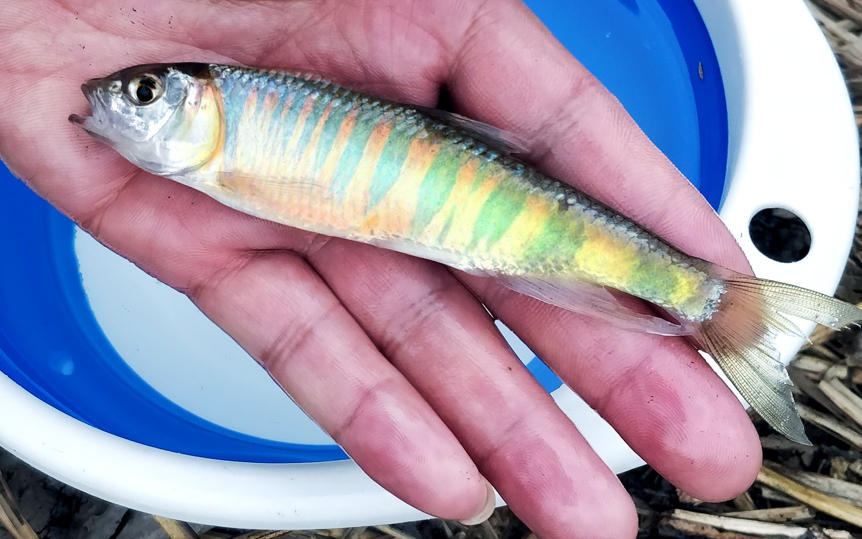 钓鱼:蓝鲫单开,小野河里连连上鱼,还有一条稀有品种!认识吗?