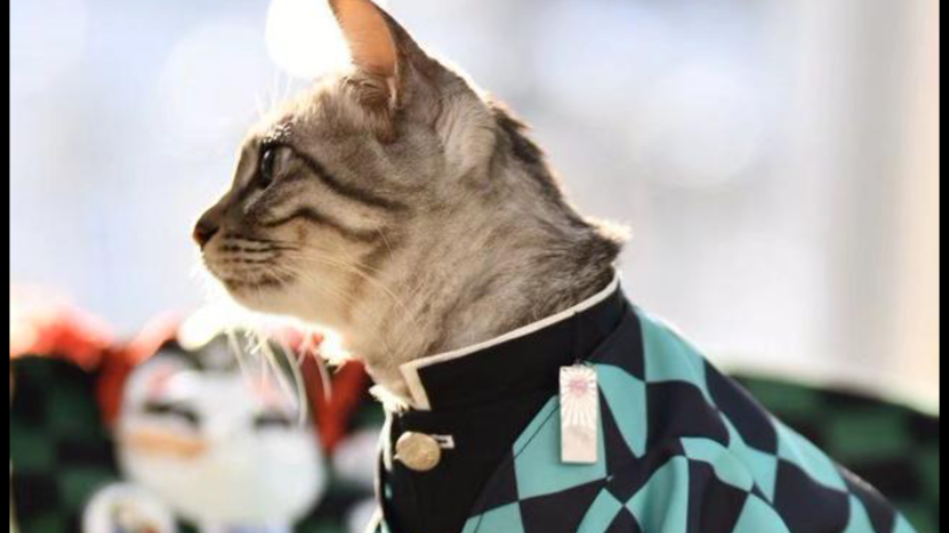 【鬼灭之刃】猫咪最强coser,炭治郎,水式呼吸