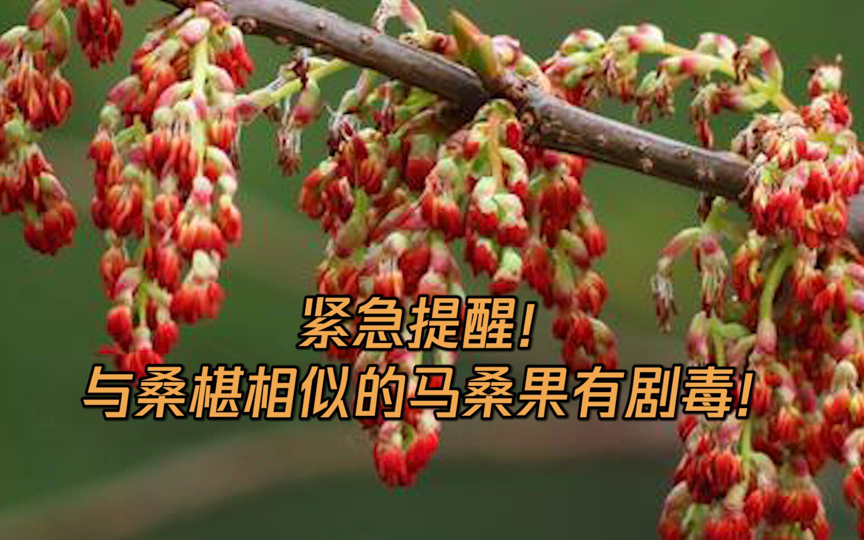 马桑果泡酒的功效(马桑果泡酒:美味养生,滋补强身)