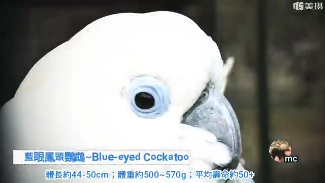 鹦鹉品种分享介绍 ~蓝眼葵花鹦鹉~Blueeyed cockatoo哔哩哔哩bilibili