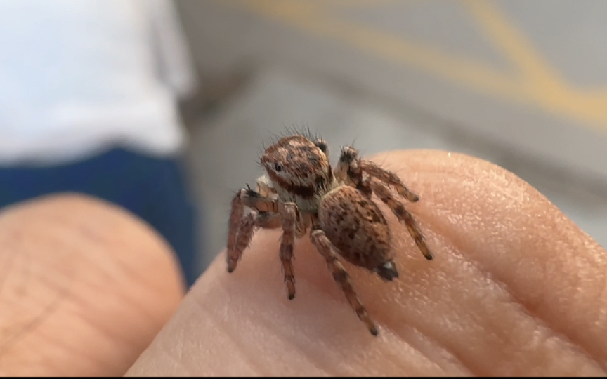 (黑猫跳蛛)—-国庆节在河北保定拍的