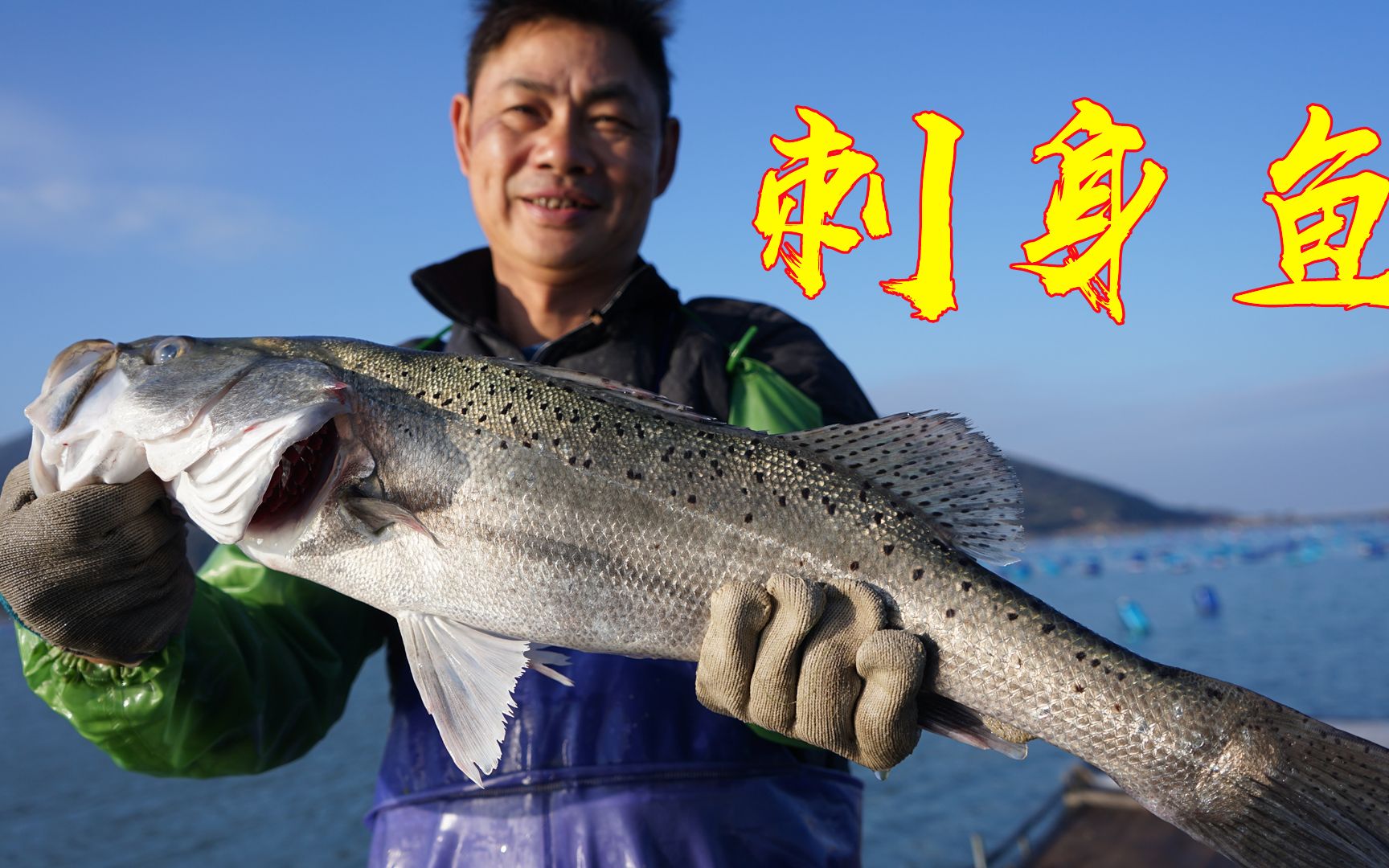 阿兴捕获许久未见的石斑鱼和野生海鲈鱼,四五斤属于刺身级别了