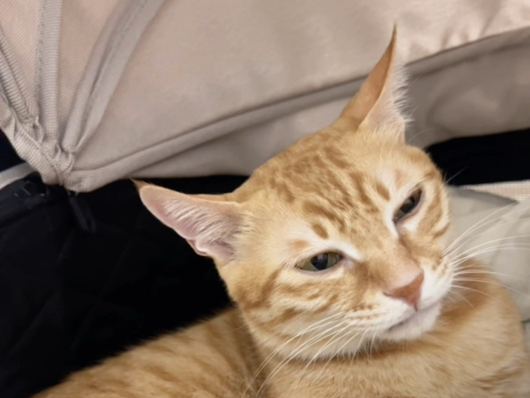 包被：优势在我