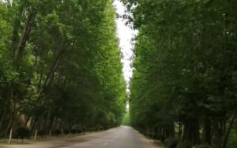 [图]横穿林荫大道，细听耳畔风乐