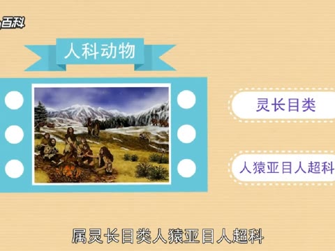 原来这就是人科动物