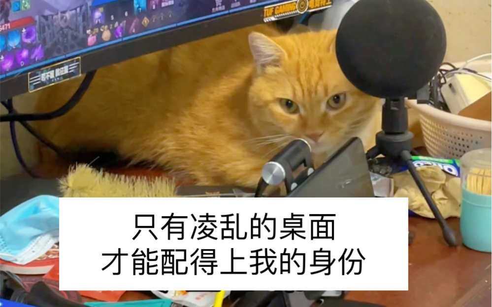 宅男的桌面配上潦草的猫,三个字,太乱了!哔哩哔哩bilibili