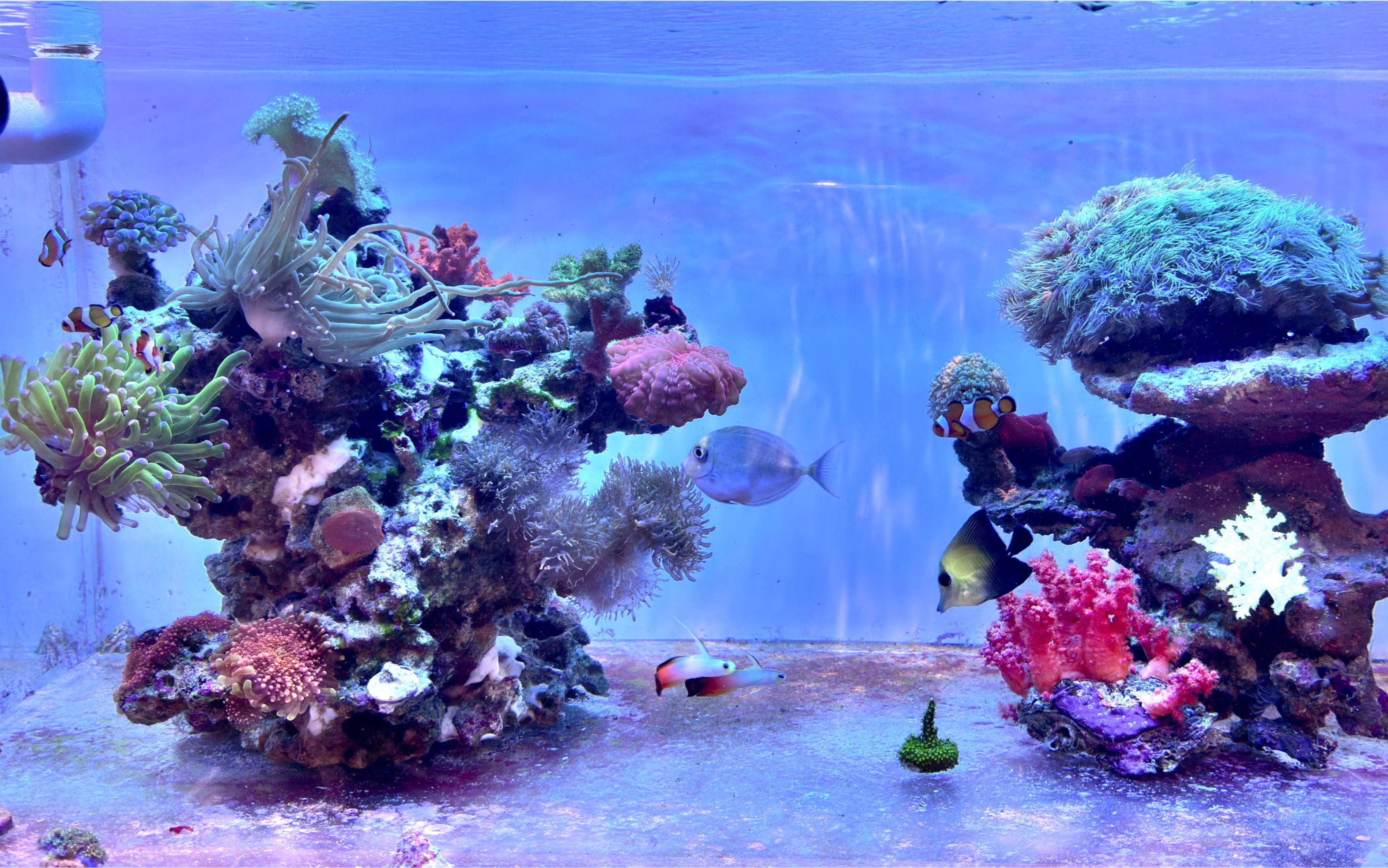 海鱼们的万象初新