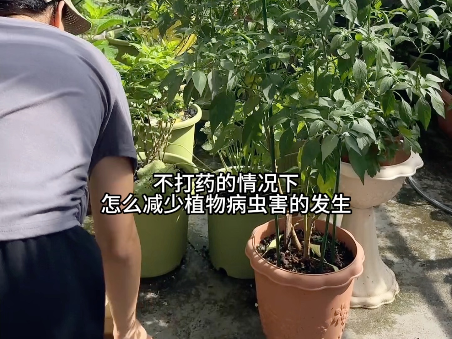 不打药的情况下如何减少植物病虫害的发生?哔哩哔哩bilibili