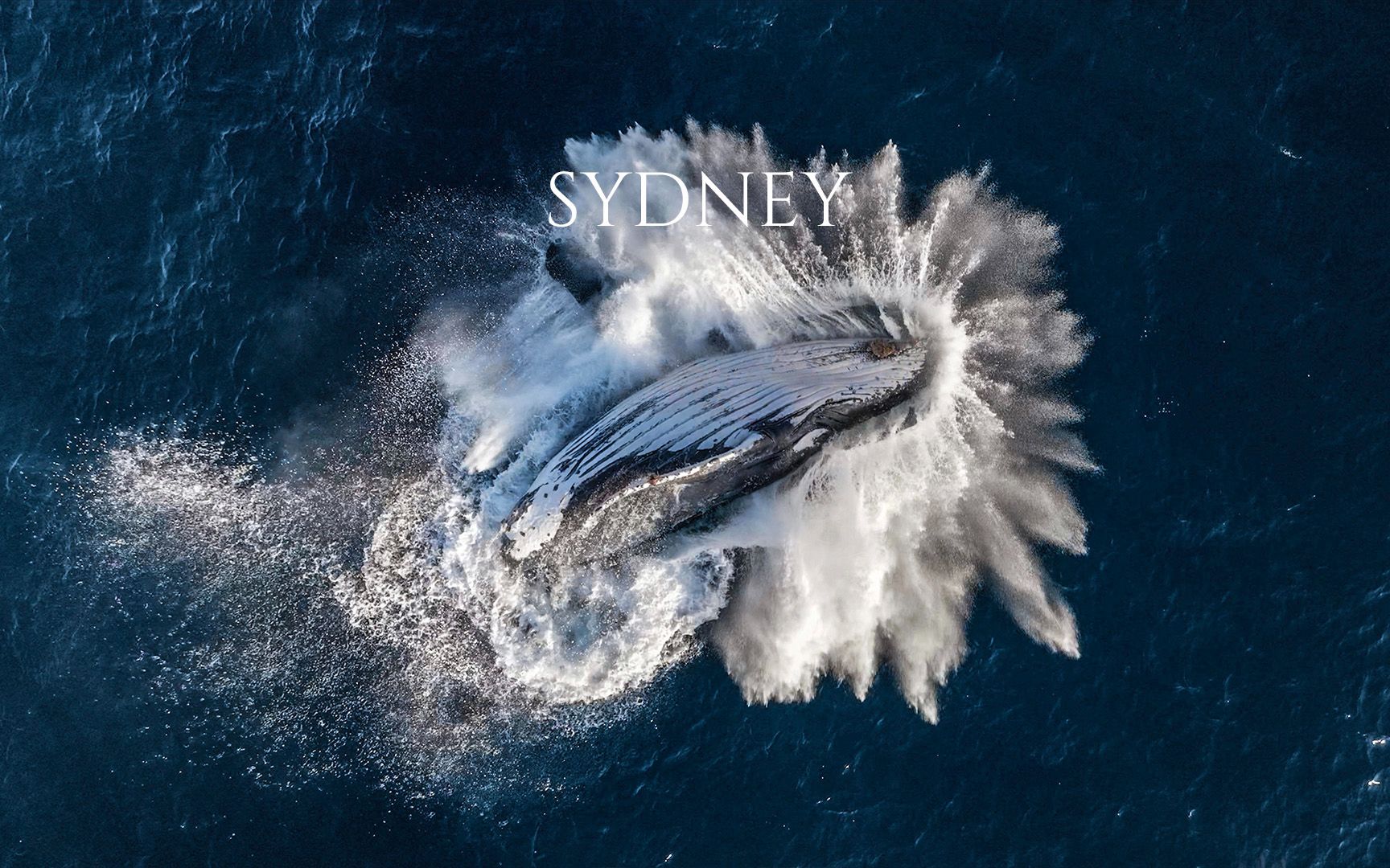 95核污水到之前,再好好看一眼鲸鱼吧01