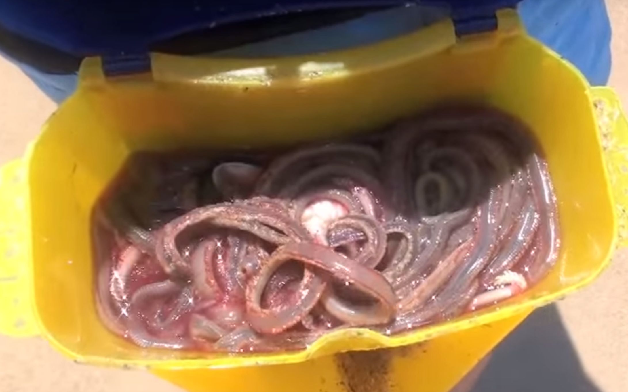 【白桃视频搬运】捕捉海滩蠕虫(重口慎点)