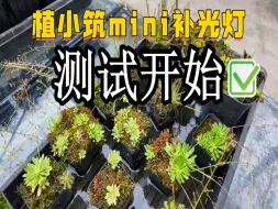 Télécharger la video: 植小筑X1植物补光灯实测开始啦，希望能走到量产吧