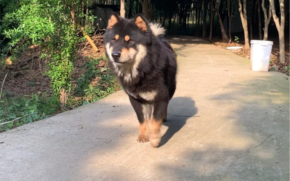 【随心家的田园】铁包金种公:黑金