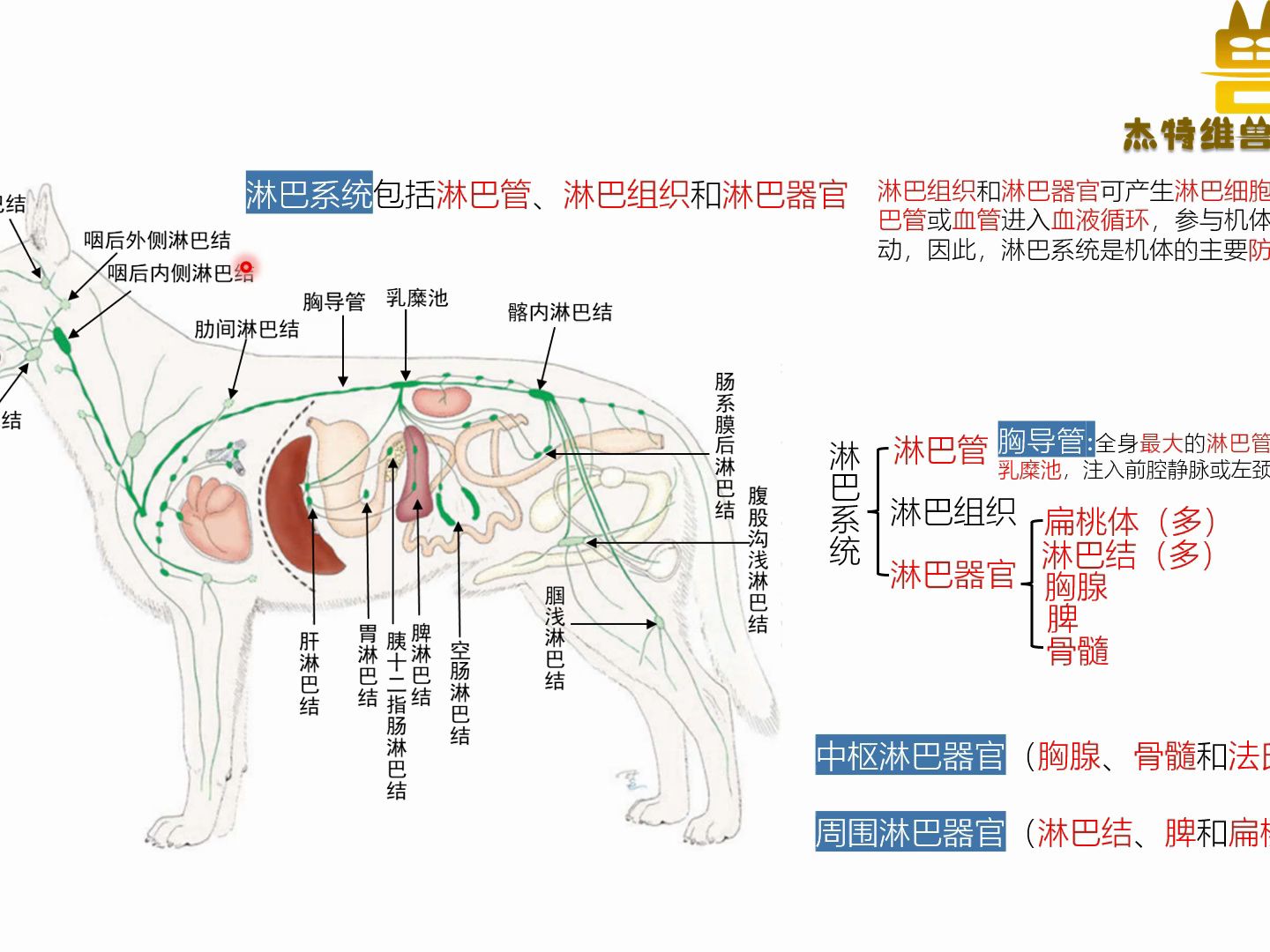 零基础学兽医——你是否对淋巴系统没有概念?哔哩哔哩bilibili