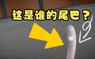 Download Video: 这是谁的尾巴？