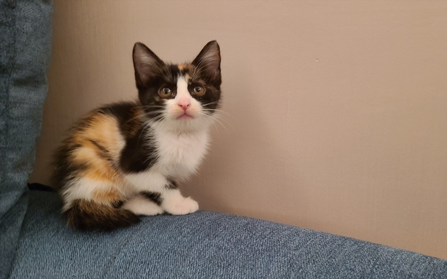 三色小奶猫|求收养|地点福州|可爱乖巧机灵鬼