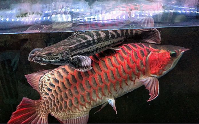 活动  【似龙之鱼】尼罗河恐龙王(pbb)呼吸空气