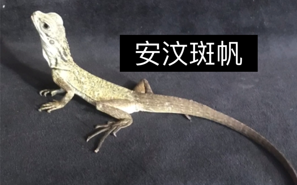 巨人安汶斑帆作为一个非常霸气的宠物合法不用担心