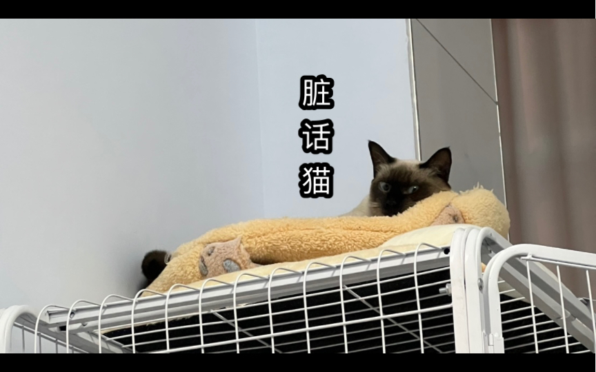 螺旋猫,但骂人哔哩哔哩bilibili