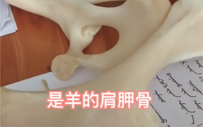 肩胛骨用蒙古语怎么说