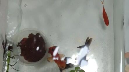 被迫冲浪的小金鱼 请问这水流大吗 哔哩哔哩 Bilibili