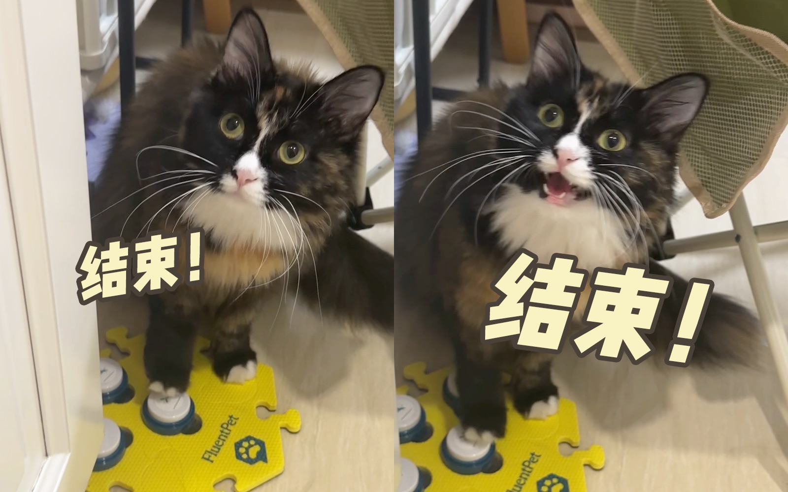 为啥!小猫学会按钮后重复最多的词居然是…哔哩哔哩bilibili