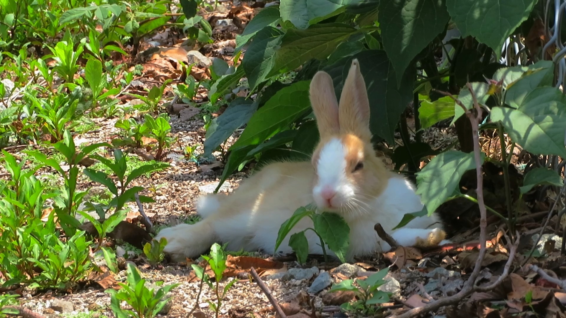 [图]【大久野岛】超级可爱的兔宝宝们 🐰