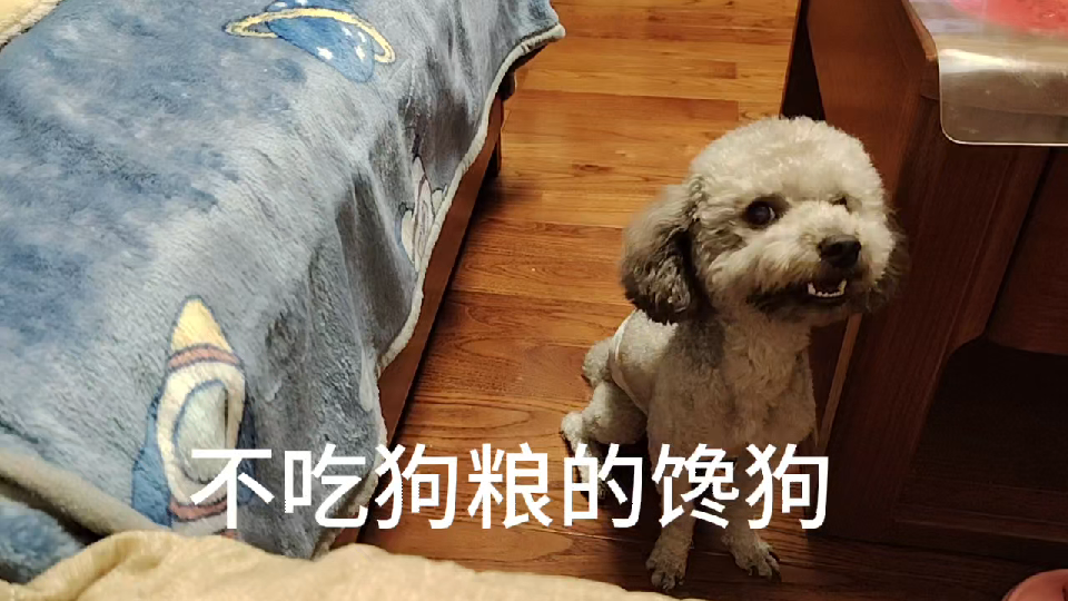 不爱吃狗粮的馋狗