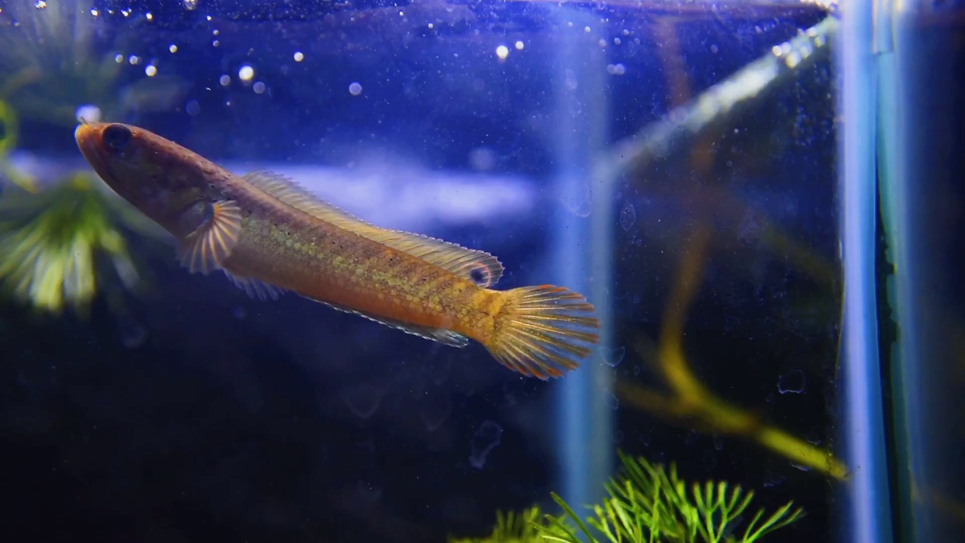 酒紅雷龍魚 國內常見鱧科魚,視頻中為魚苗.