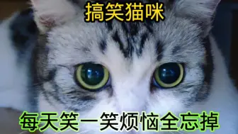 下载视频: 搞笑猫咪，每天笑一笑烦恼全忘掉