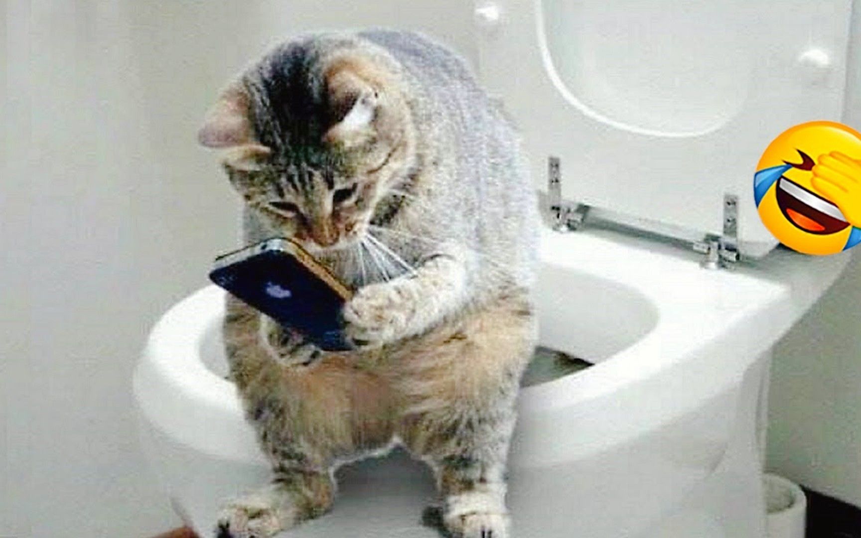 搞笑动画:盘点萌宠的爆笑场面,要不是被拍下,估计没人会相信!