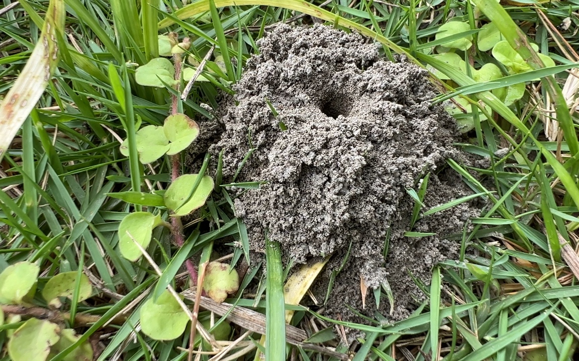 發現個沙地上的小土堆以為是螞蟻窩結果一看不是