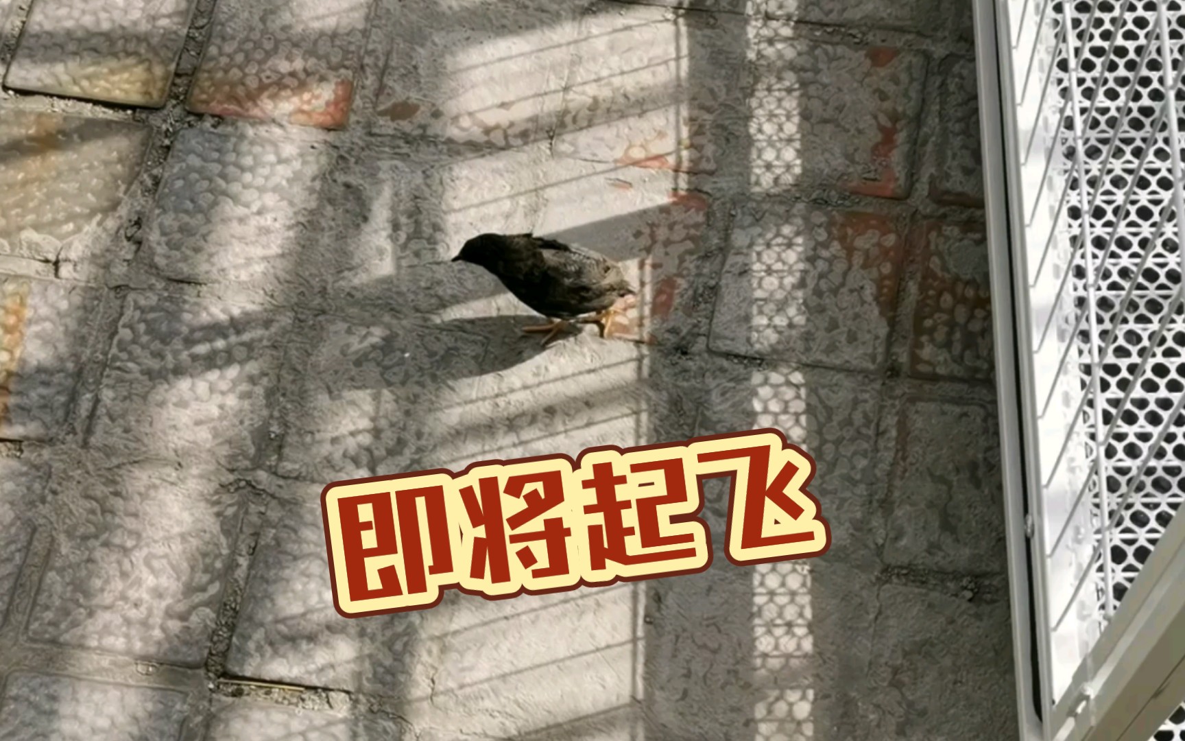 [图]🐔飞了的原因，我就是大冤种…，唉，芦丁鸡全飞了