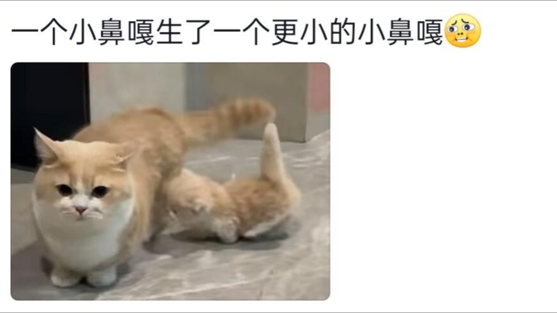 我不会乱要别人的小猫,可能和我的家教有关哔哩哔哩bilibili