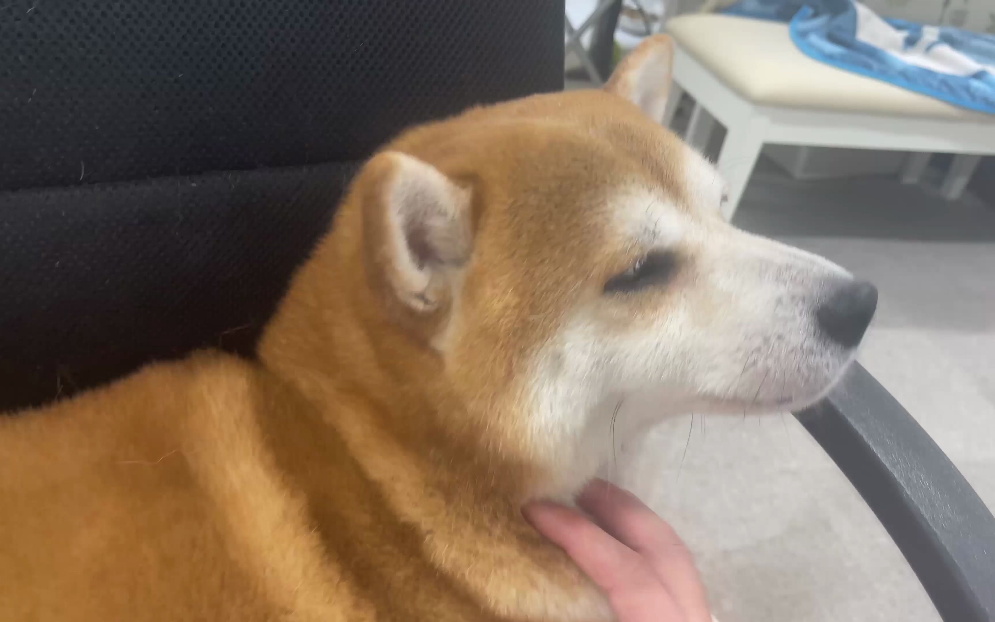 舔狗的下场柴犬虾饺