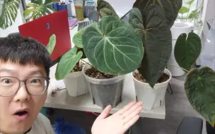 Tải video: 3.16｜热植花烛新手小白入坑避雷指南拿走不谢