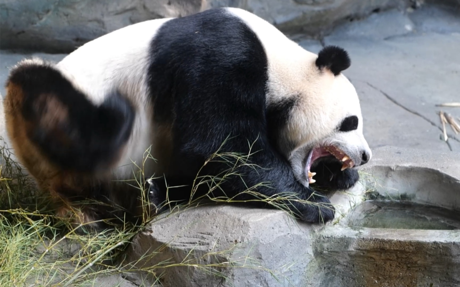 大熊猫平平喝完水之后趴水池边睡,醒过来继续干饭