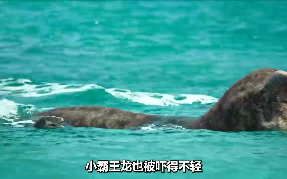 霸王龙游泳去狩猎,却遭遇巨兽海蜥蜴,一只小霸王龙被生吞