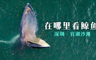 【这里看鲸鱼】在深圳这里就可以看鲸鱼