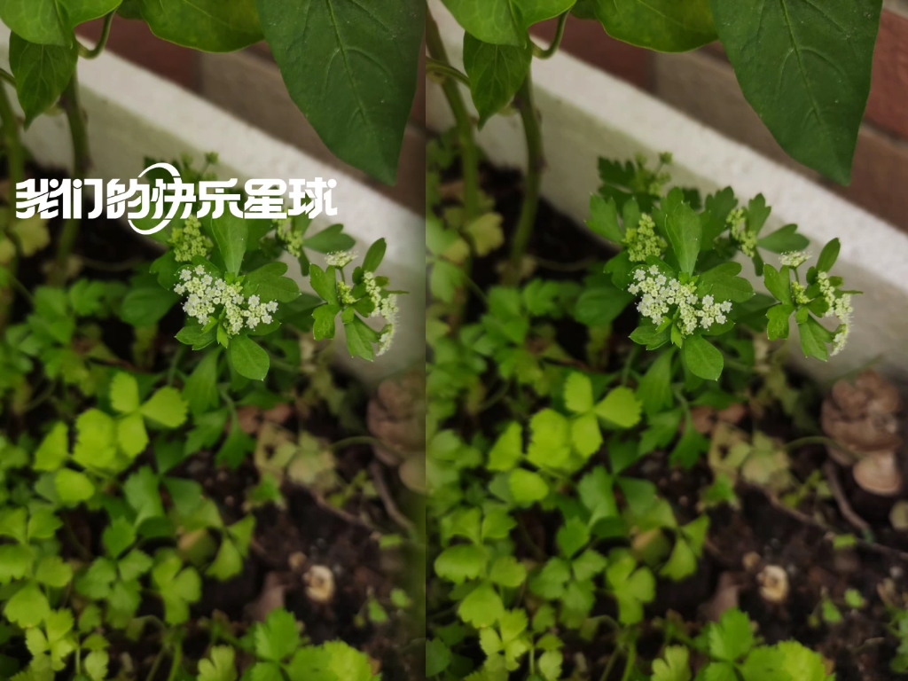 万物皆可种~年前撒的芹菜种子小香芹吃了不少次了,现在还开花,看看能不能结种子哔哩哔哩bilibili