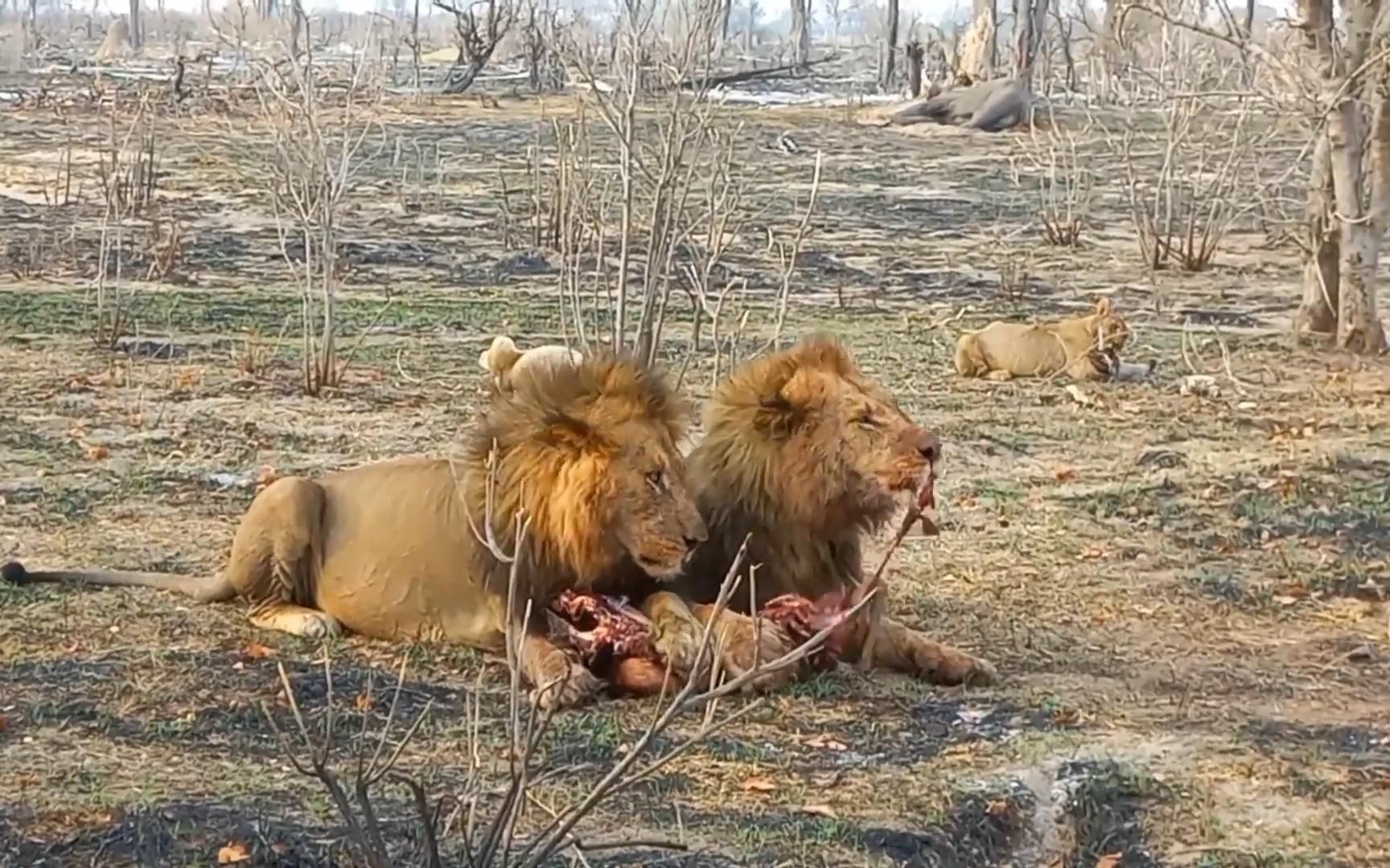 一起吃肉的狮子兄弟