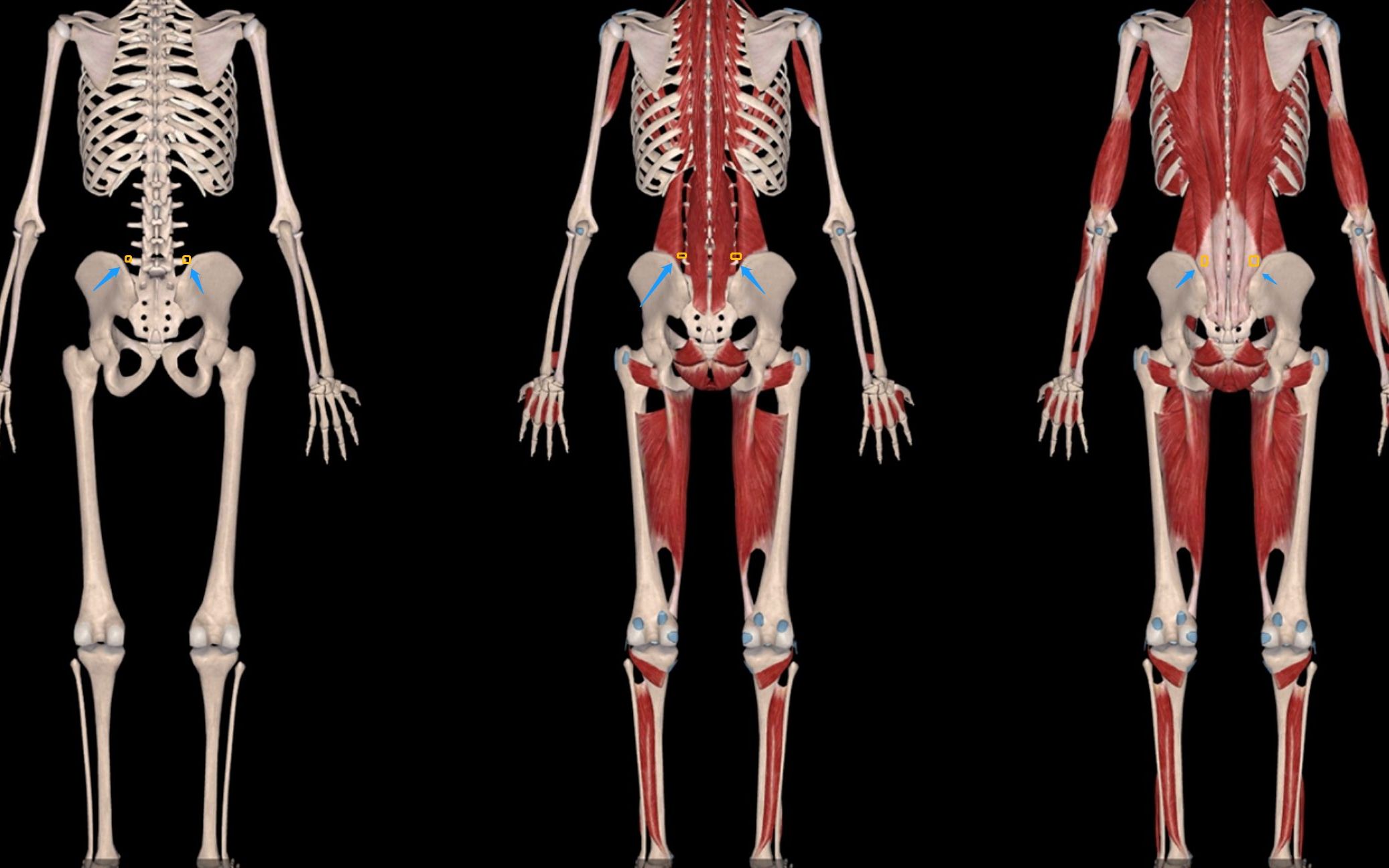 腰背部肌肉力量不足的危害,大到你想不到!(含腰背力量测试方法)