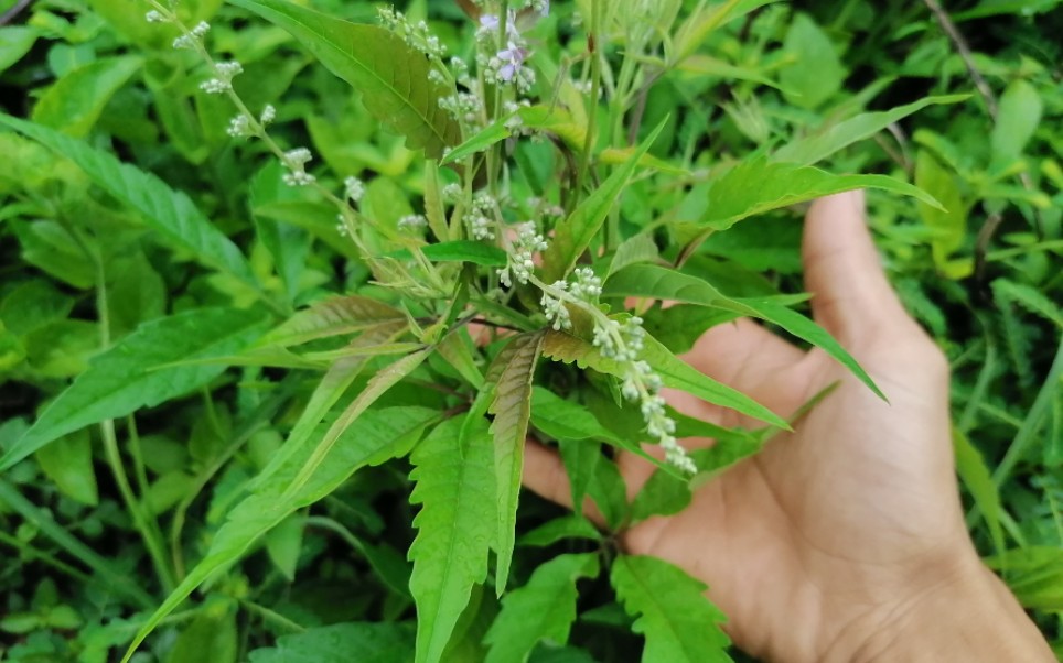 脚气,脚脱皮,脚痒难受,别着急,农村这种植物泡脚效果好