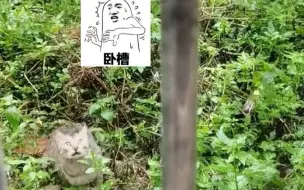 猫：太奶来接我了？