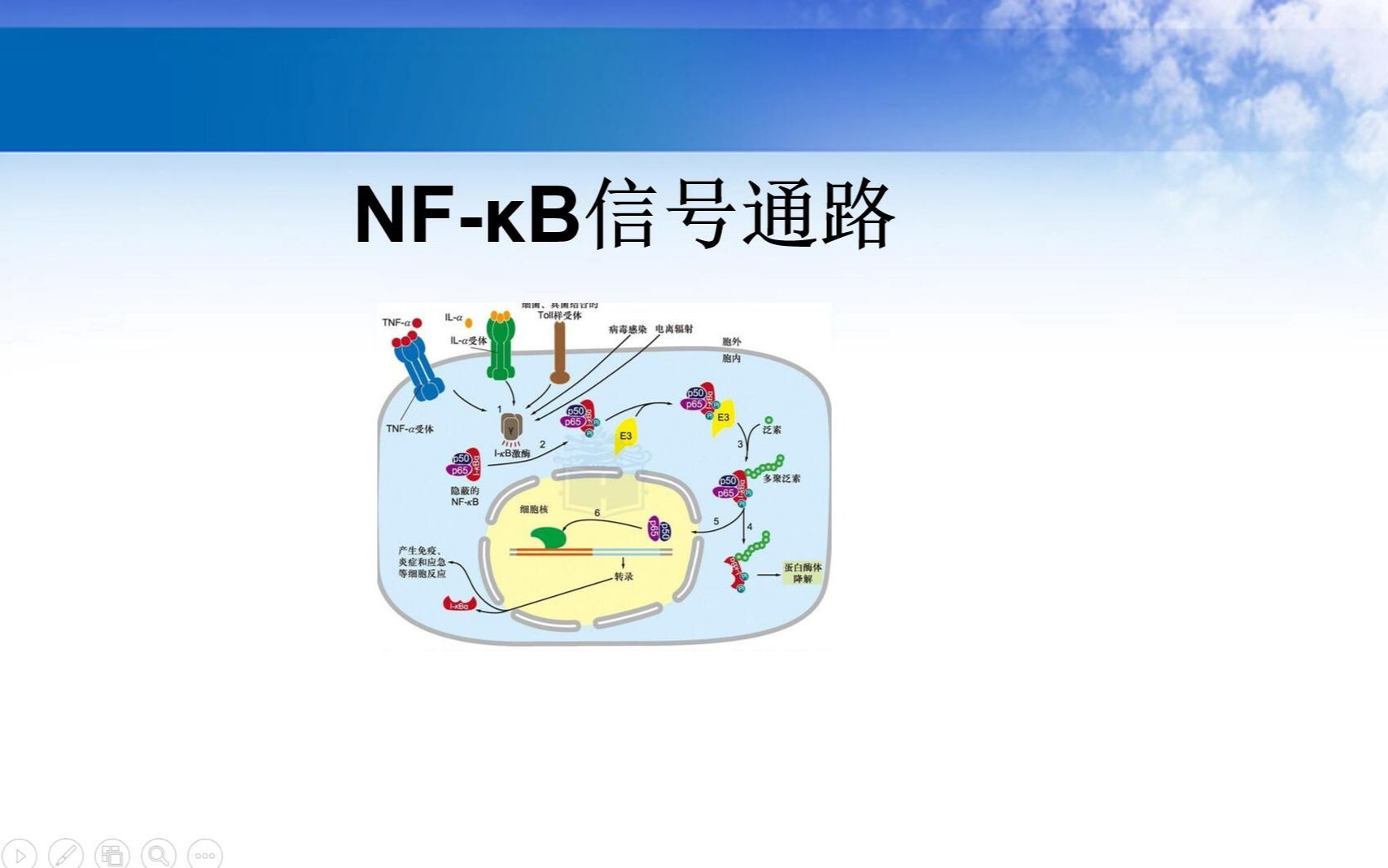 NF-kB信号通路图片