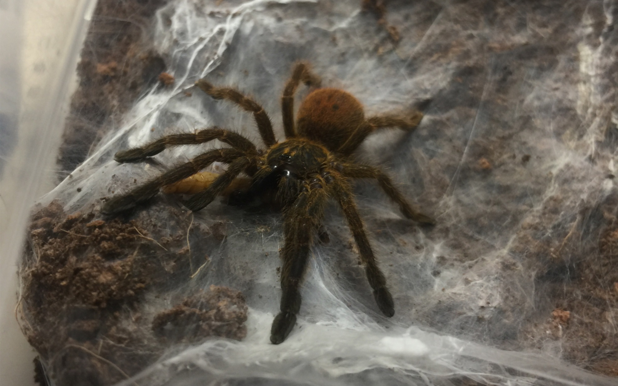 非洲橙巴布单杀面包虫