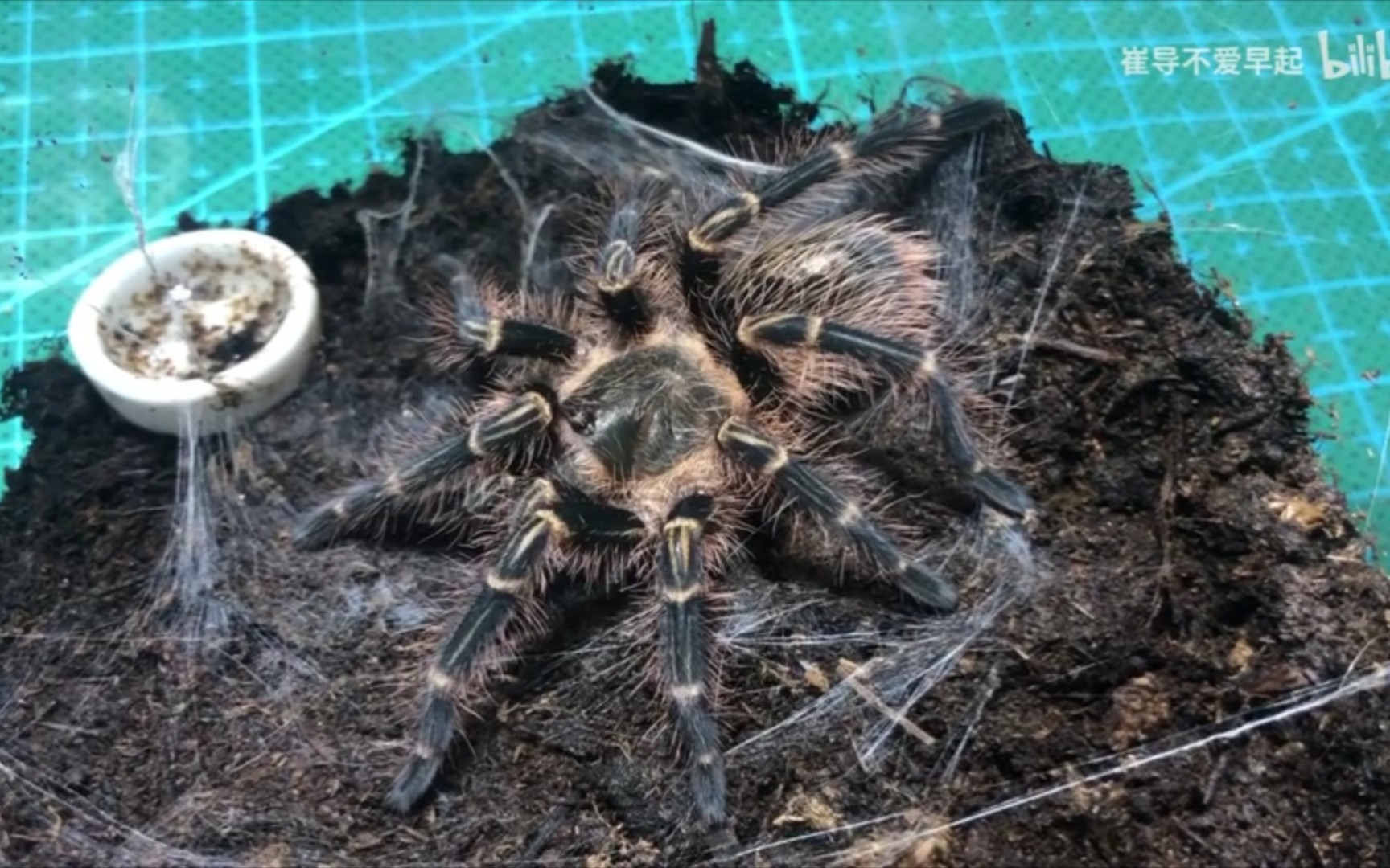 新入手金直间幼年,请各位大佬指点江山