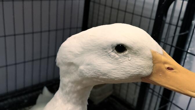 小鸭子哭了,呜呜呜