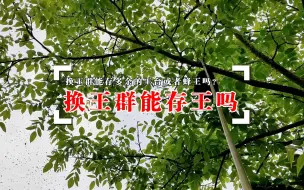 下载视频: 换王群能存多余王台或处女王吗，新蜂王出来会怎样？实例又摆起了