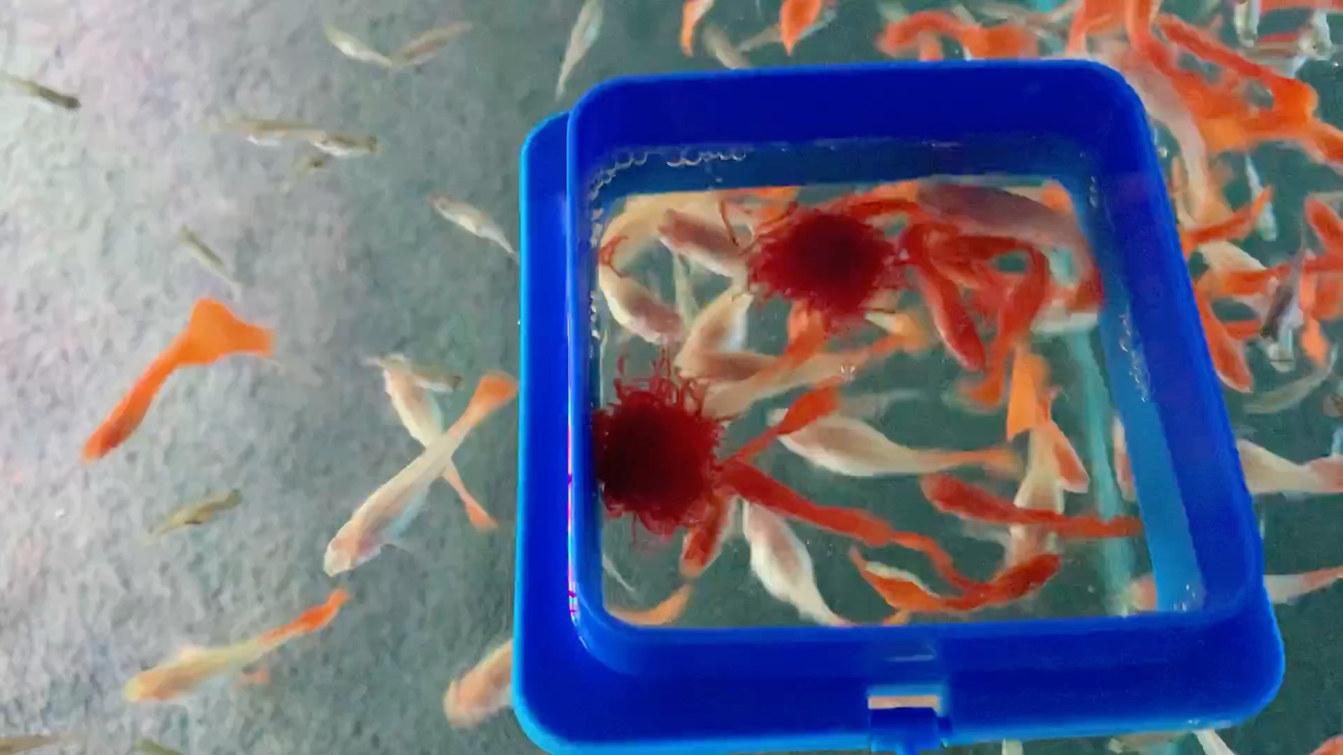 昨天配对的白云金丝产卵了不知道能不能孵化出小鱼苗有点期待