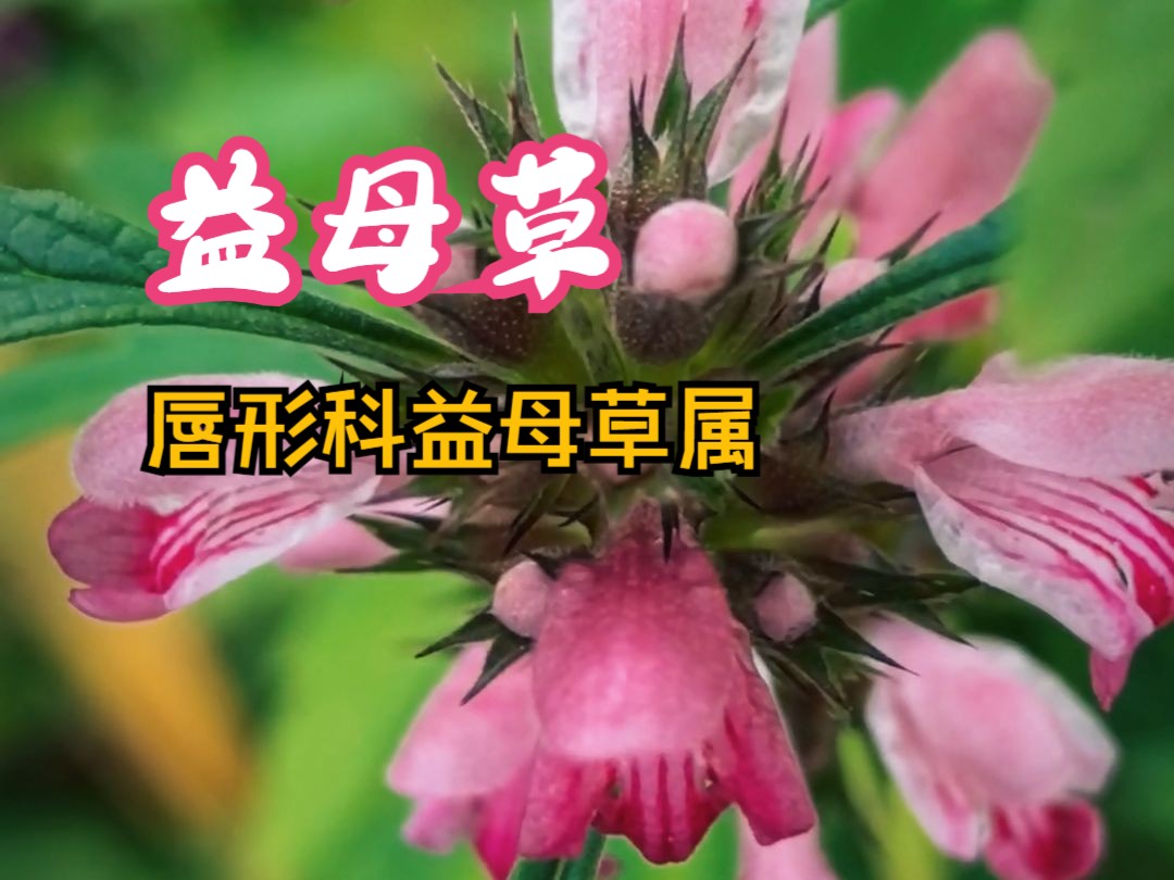 为女人而生的野草,益母草哔哩哔哩bilibili